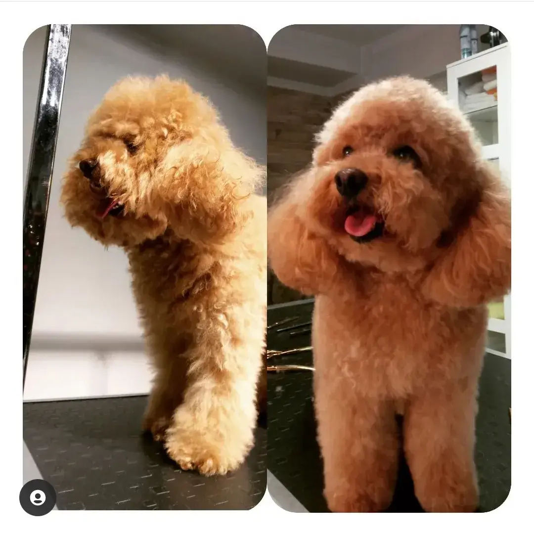 Kayısı rengi poodle’ın tıraş öncesi ve model kesim sonrası hali