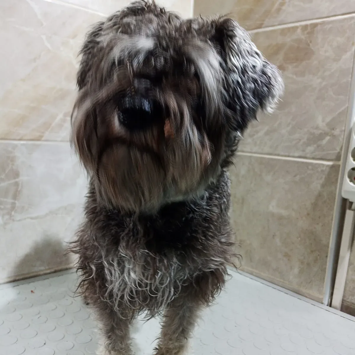 Banyosu yeni biten schnauzer, kurutma öncesi ıslak tüyüyle