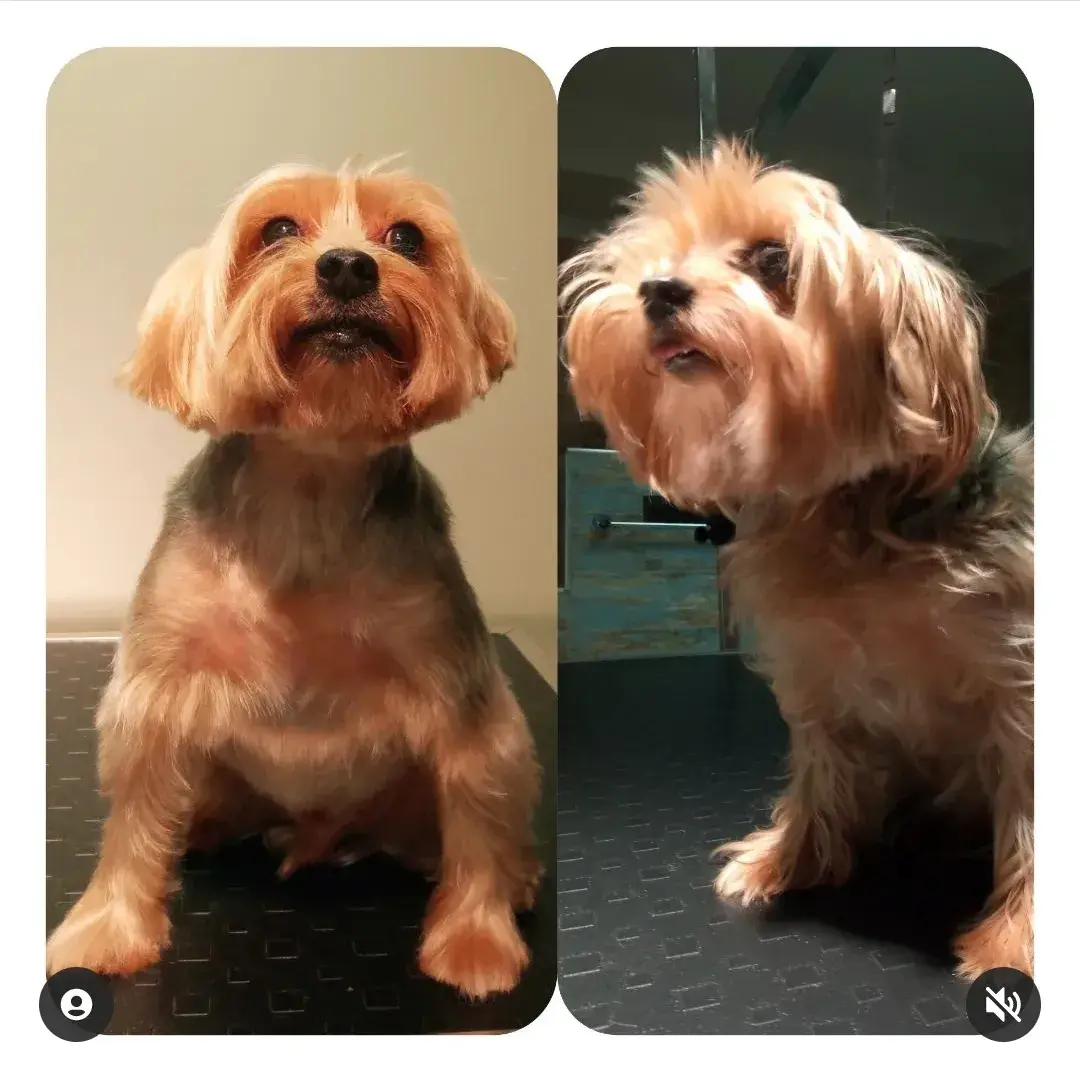 Yorkshire terrier’in uzamış tüyü ve kısaltıldıktan sonraki hali